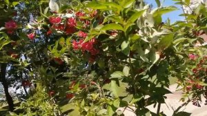 #декоративные цветы  Красиво цветущие  деревья.