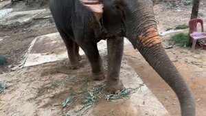 Слоны у подножья Большого Будды #слоны #elephants