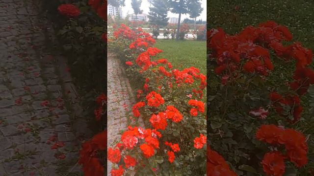 Я ЖИВУ В РАЮ И ЭТОТ РАЙ НАЗЫВАЕТСЯ " АНКАРА"! смотреть онлайн