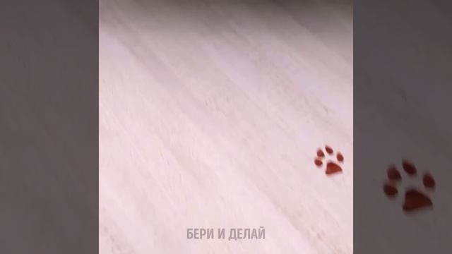 УМНЫЕ ЛАЙФХАКИ И ГАДЖЕТЫ ДЛЯ ВЛАДЕЛЬЦЕВ ДОМАШНИХ ЖИВОТНЫХ
