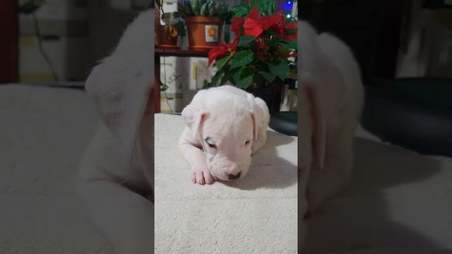 щенок аргентинского дога литера "К" / dogo argentino puppy