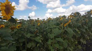 КФХ Милюткина. Ввод залежных земель в оборот