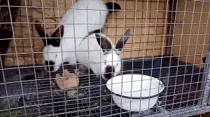 Как понять,что кролик обгулял крольчиху!