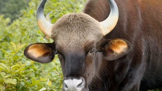 Казка "Слоненятко Роні" смотреть онлайн