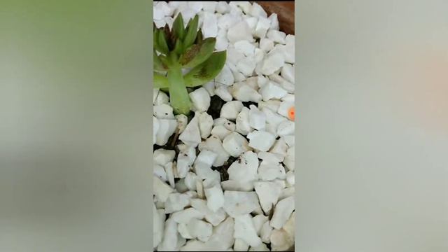 ECHEVERIA: Agavoides Ebony. смотреть онлайн