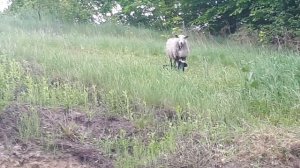 Овцы романовской породы. Наш первый опыт.