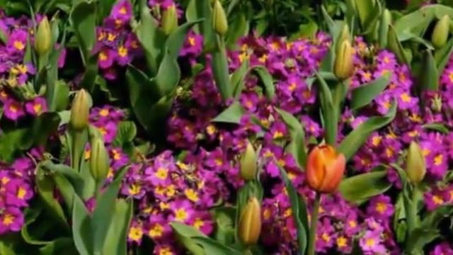 Сборник песен о любви смотреть онлайн