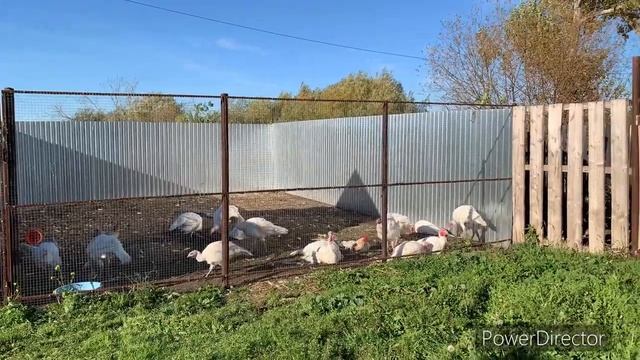 Заставили РАБОТАТЬ…А что делать есть то ОХОТА смотреть онлайн