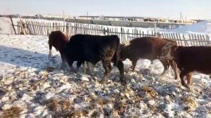 Бычки породы абердин ангус и казахской белоголовой. Разница между простыми бычками.2018г.