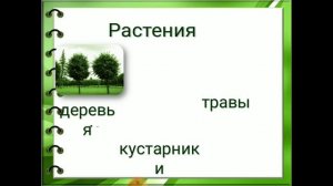 Мир природы и человека.Растения. Строение, сходство и различие растений.