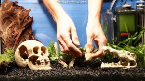 Вариант оформления аквариума на 50 л