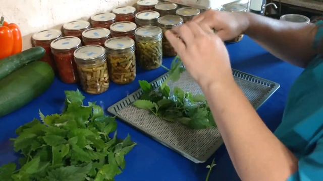 #How to Harvest and Preserve Cat Nip + #What is Cat Nip Used For смотреть онлайн