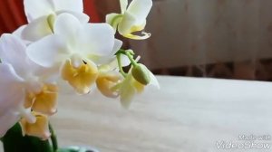 НОВАЯ  ОРХИДЕЯ в коллекции! Мини фаленопсис Little Ladi.