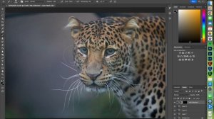 Photoshop tutorial - úprava fotografie levharta - zvířata