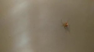 Белый паук примета дня! Увидеть белого паука к чему?