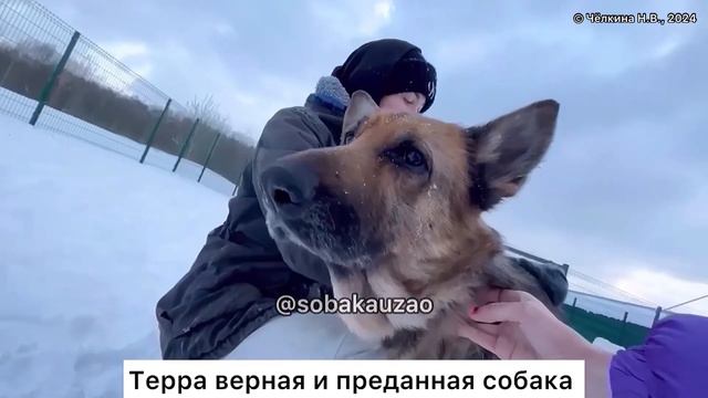 Овчарка Терра из приюта «Щербинка» ищет хозяев! Проект Собака Юзао