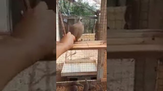 Первый день на валер кеклики смотреть онлайн