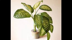 Почему нельзя держать дома диффенбахию и правда ли это?