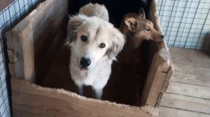 Трусишки Пьеро, Артемон и Алиса