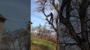 Ерси омолаживаем армути