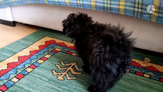 грустная собачка #тойпудель#toypoodle#canichetoy#