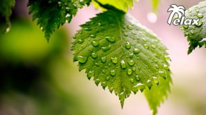 The sounds of the Spring Forest during the Rain