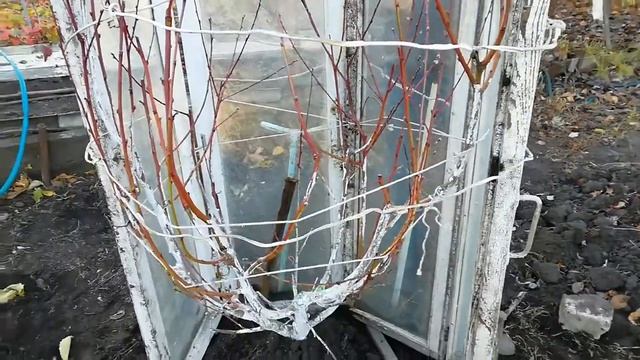 УКРЫВАЕМ ПЕРСИК НА ЗИМУ/ МИНИ ТЕПЛИЦА смотреть онлайн