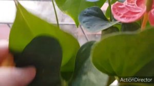 Антуриумы( Anthurium)Зимой. Грунт,Свет,Полив,Температура ?