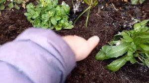 Арабис многолетний (резуха)  посадка