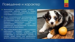 МИНИАТЮРНАЯ АМЕРИКАНСКАЯ ОВЧАРКА | 367 | Miniature American Shepherd