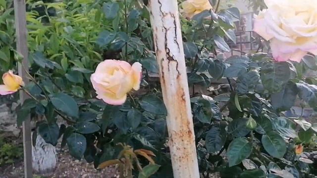 Vlog /Кафель в ванную/кашпо для монстеры/когда ремонт смотреть онлайн