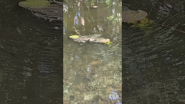 Водоемы санкт петербурга