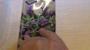 DIY: КАК ПОСАДИТЬ Лаванду, сеем из семян по инструкции в феврале