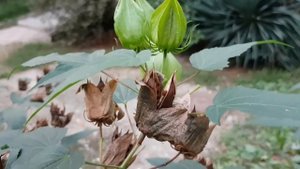 Плоды гибискуса гибридного | Жизнь на Юге