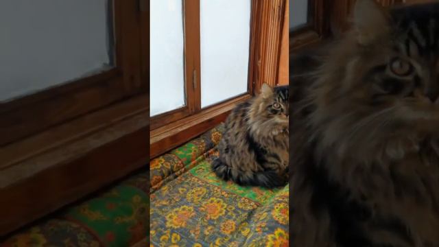 Почему сибиряк мороза не боится? Потому что тепло одевается ;)) смотреть онлайн