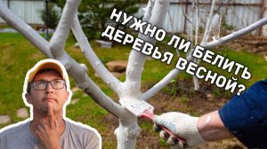 Побелка деревьев весной. Когда белить деревья и для чего это нужно?