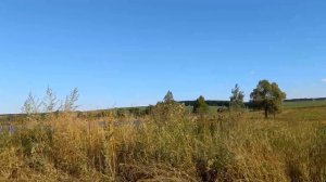 Сафоновка🏝на пруду после расчистки 6 августа