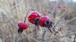 Нашел рояль в кустах