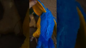 попугай для авито фирмы fr (fur Real) и попугайчик trudi итальянской фирмы