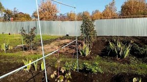 Посадка  Ремонтантной  Малины  "ПОЛЬКА".  30 сентября 2021г.