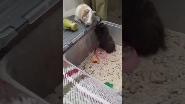 Тайная жизнь домашних животных! ❤🐹 1 часть! ✨🔥🌈🤍#подпишись #like!😘 смотреть онлайн