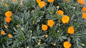 Мои бархатцы / Обзор сортов / Имеретинский шафран