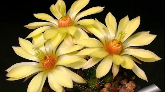 Легенды о цветах Кактус смотреть онлайн