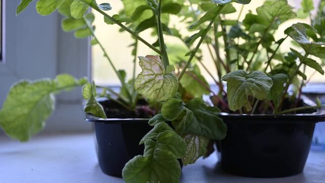 Засохшая редиска после полива