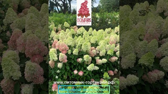 Самая крутая новинка года 2023!!! Гортензия под названием Bonfire от селекционера Guido Rouwette