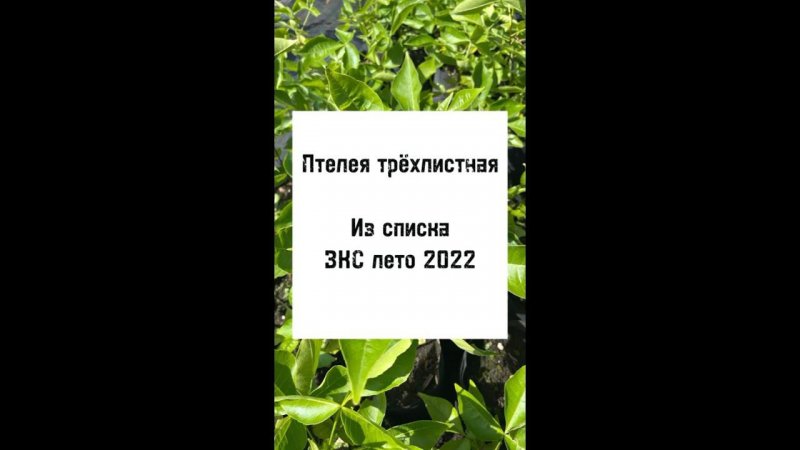 Птелея трехлистная. ЗКС, лето 2022 #Shorts