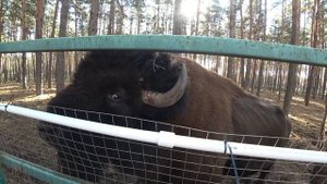 Червленый Яр (зоопитомник).ЗООПАРК. Воронеж.