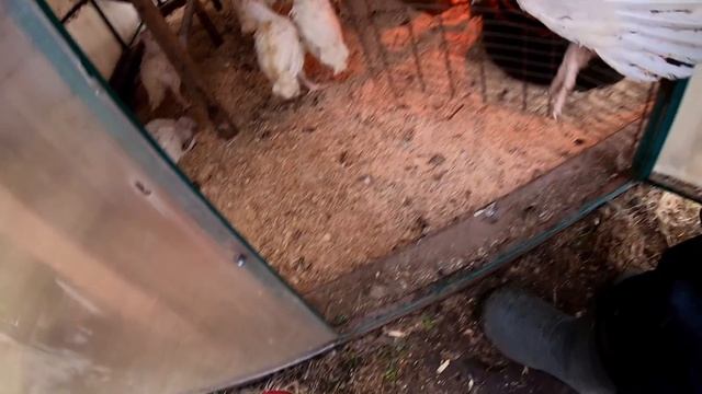 ?Яйцо бройлера Венгрия и Турция. Индейка. Брудер. смотреть онлайн