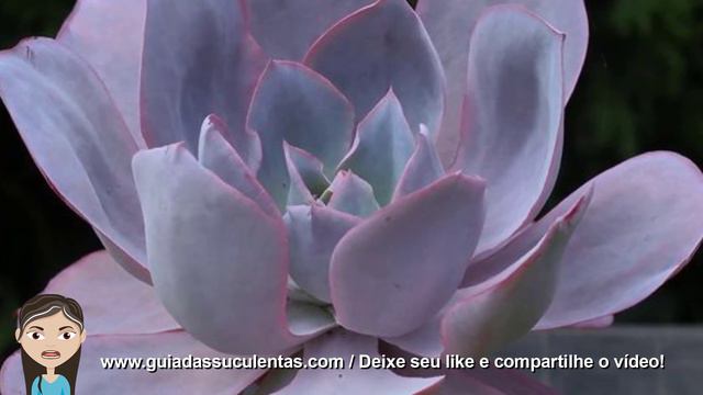 Echeveria Afterglow Tudo Sobre Essa Suculenta смотреть онлайн