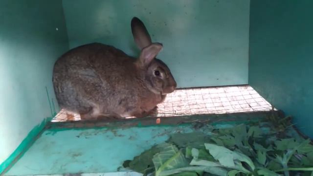 Массовые окролы. Новые клетки для кроликов. смотреть онлайн